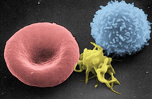 Взято отсюда. https://ru.wikipedia.org/wiki/Тромбоциты#/media/Файл:Red_White_Blood_cells.jpg