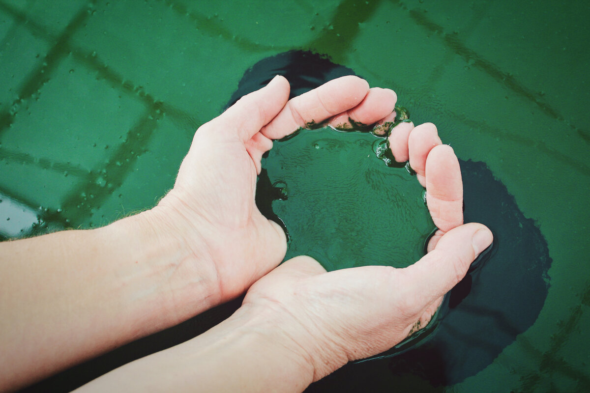    Спирулина — продукт с наивысшим содержанием белка на планетеVita Marija Murenaite/Unsplash