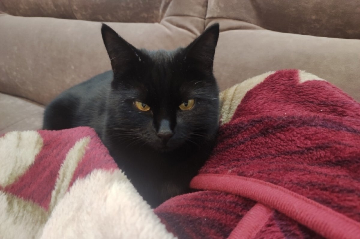    В Якутске пройдет бесплатная вакцинация домашних животных против бешенства