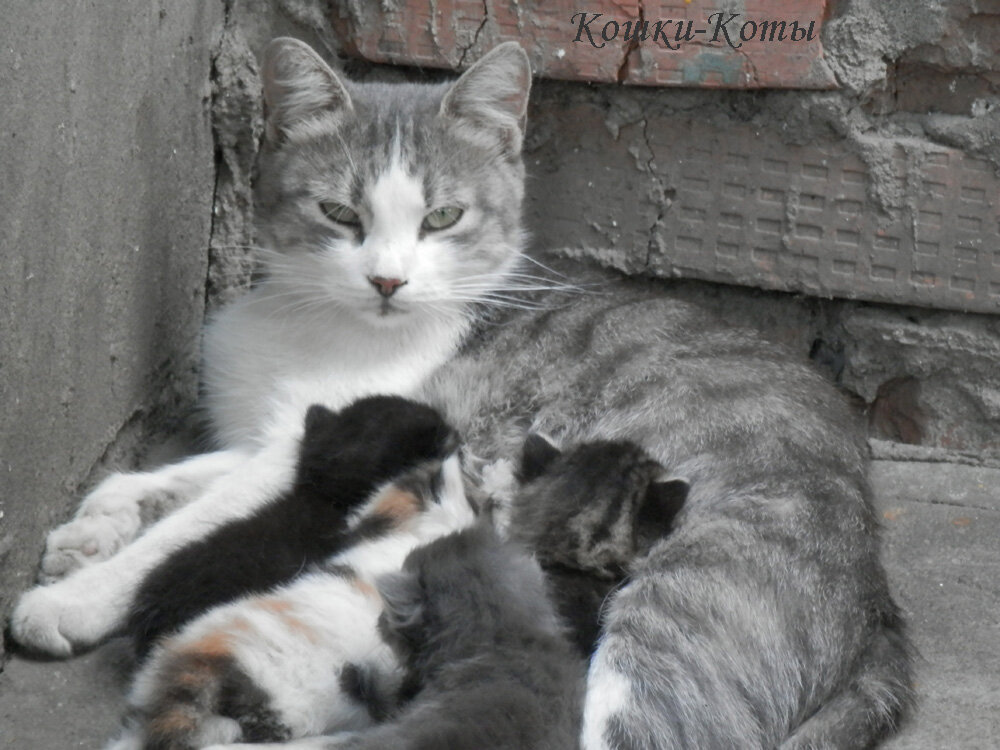 У ласковой мамы – ласковые дети. 