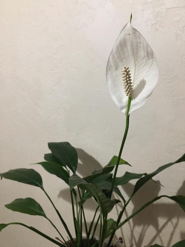 Спатифиллум