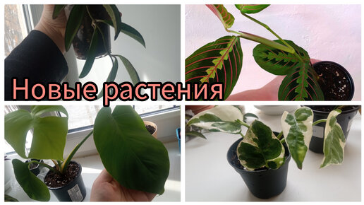 Обзор моих новых растений с Авито. Маранта, Эпипремнум, Хойя, Монстера