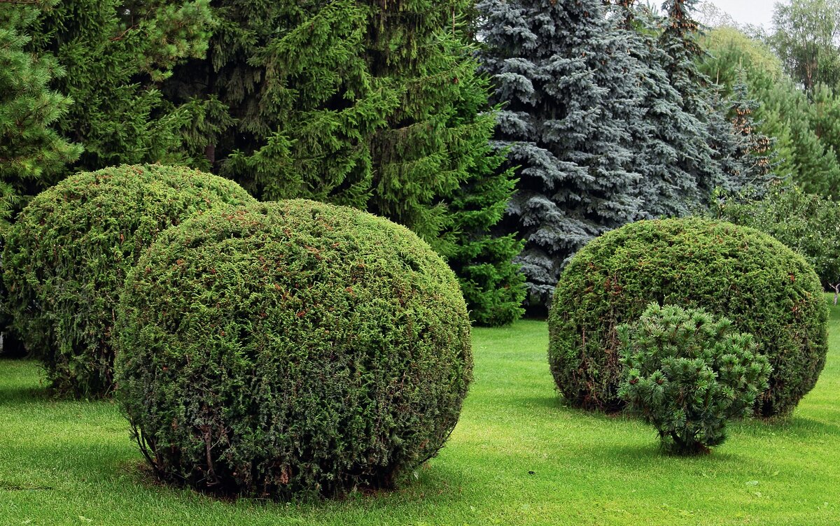    Шары из можжевельника обыкновенного