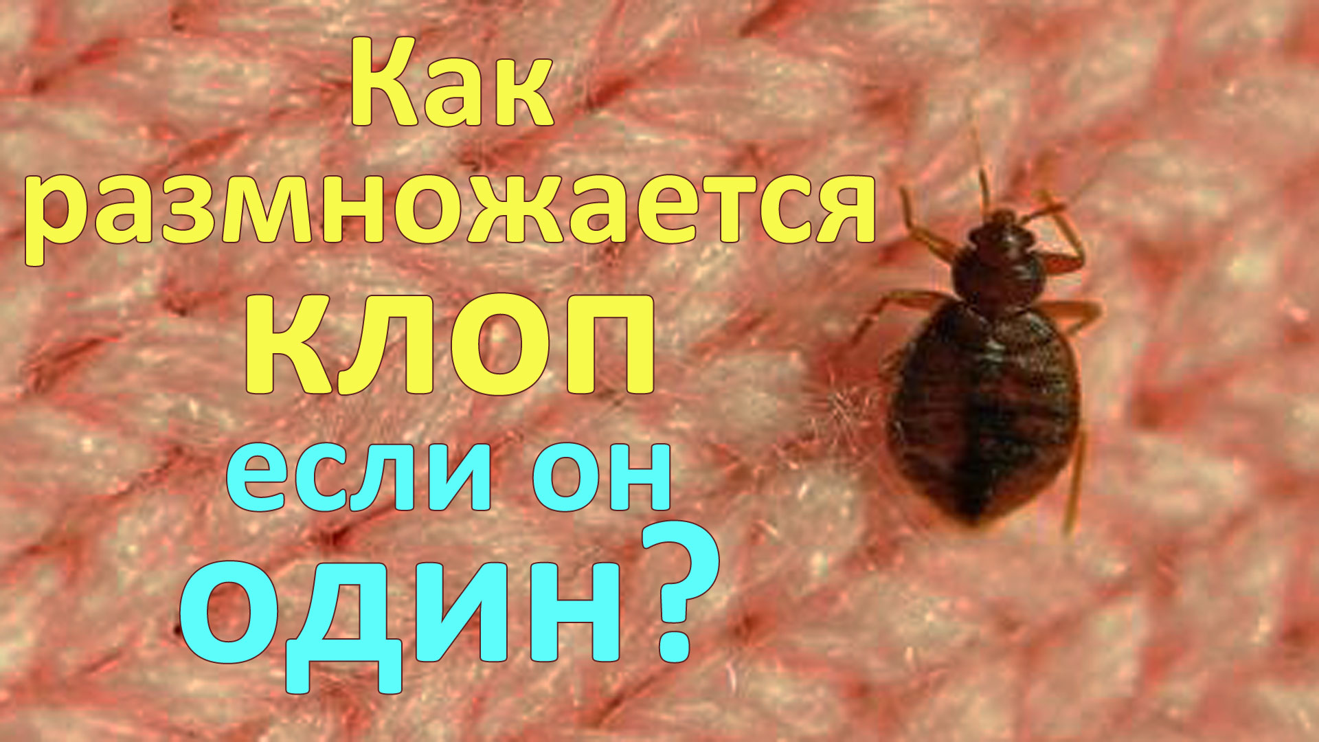 Как размножается один клоп? И как много клопов будет в доме через полгода  после появления первой особи?