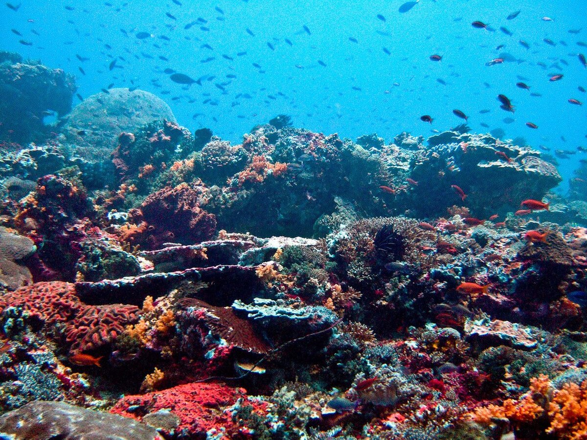 Остров Бали коралловый риф