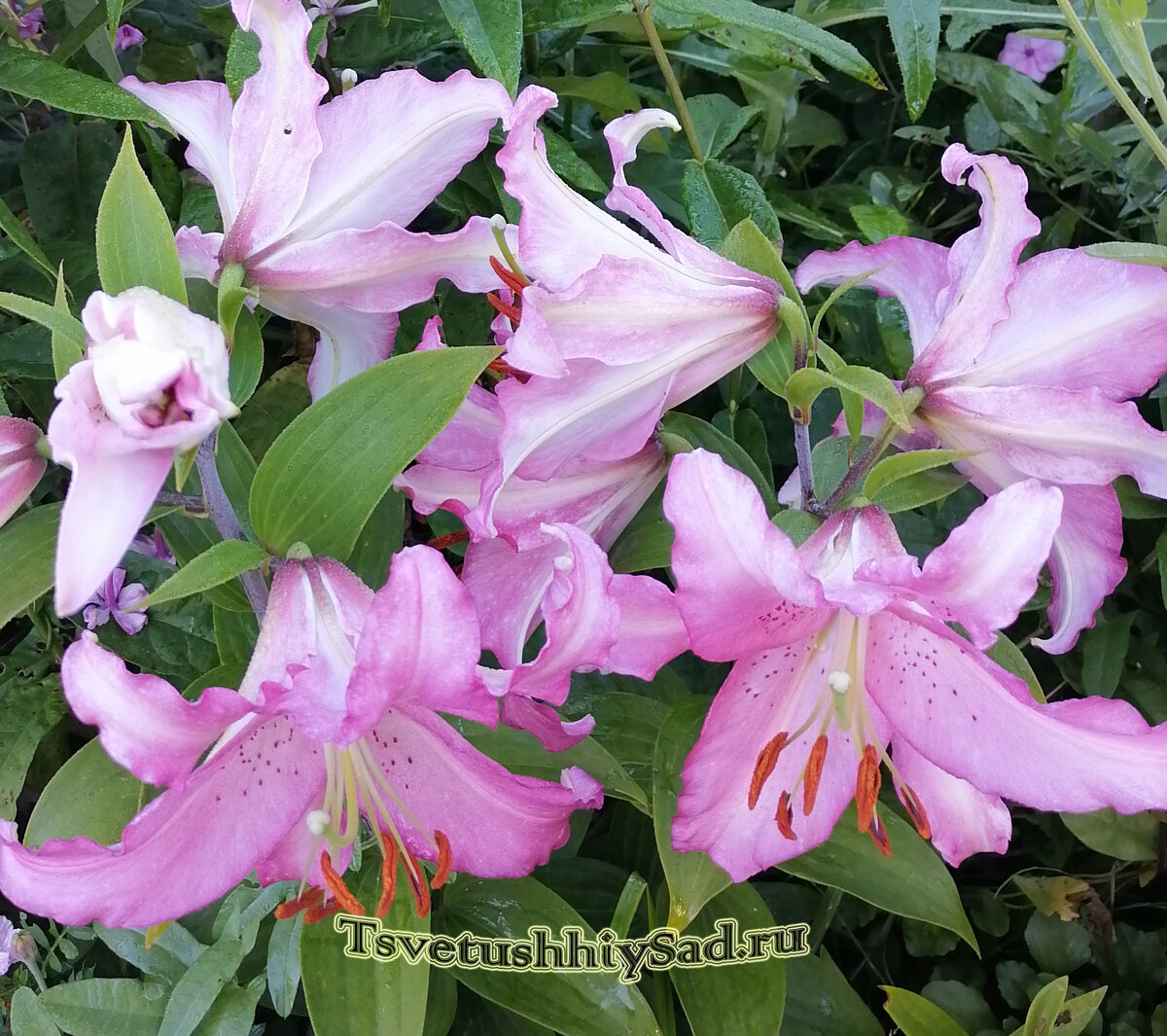 Лилия Бебоп