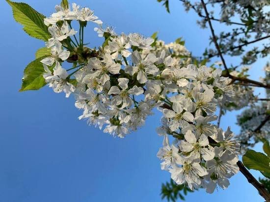     Сейчас большинство удобрений растворяются в воде. Фото: «МК в Питере»