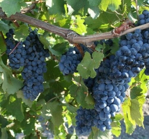 Особенности различных премиальных вин «Фанагории» 🍇🇷🇺 Подробный обзор4-х линеек и вин их характерезующих 👍🍷