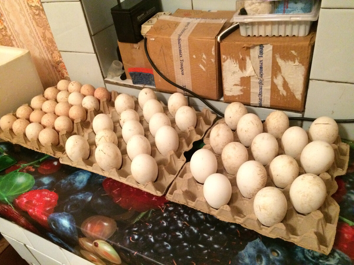 Чем обработать яйца перед закладкой в инкубатор. Индюшиные яйца. Яйцо обработанное. Индюшиное яйцо 7 дней инкубации. Индюшиное яйцо 7 дней в инкубаторе.