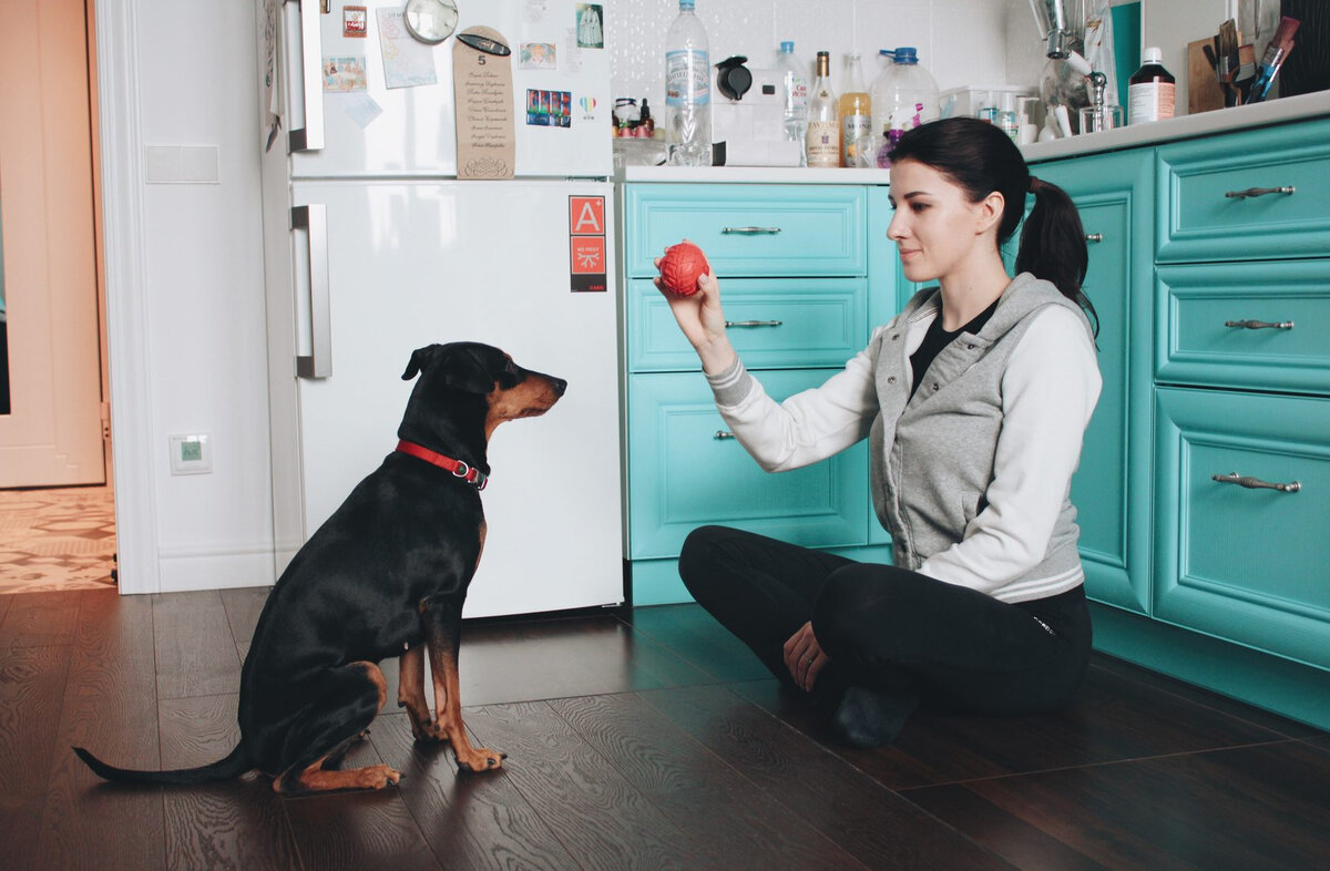 Девушка обучает собаку играть в мячик