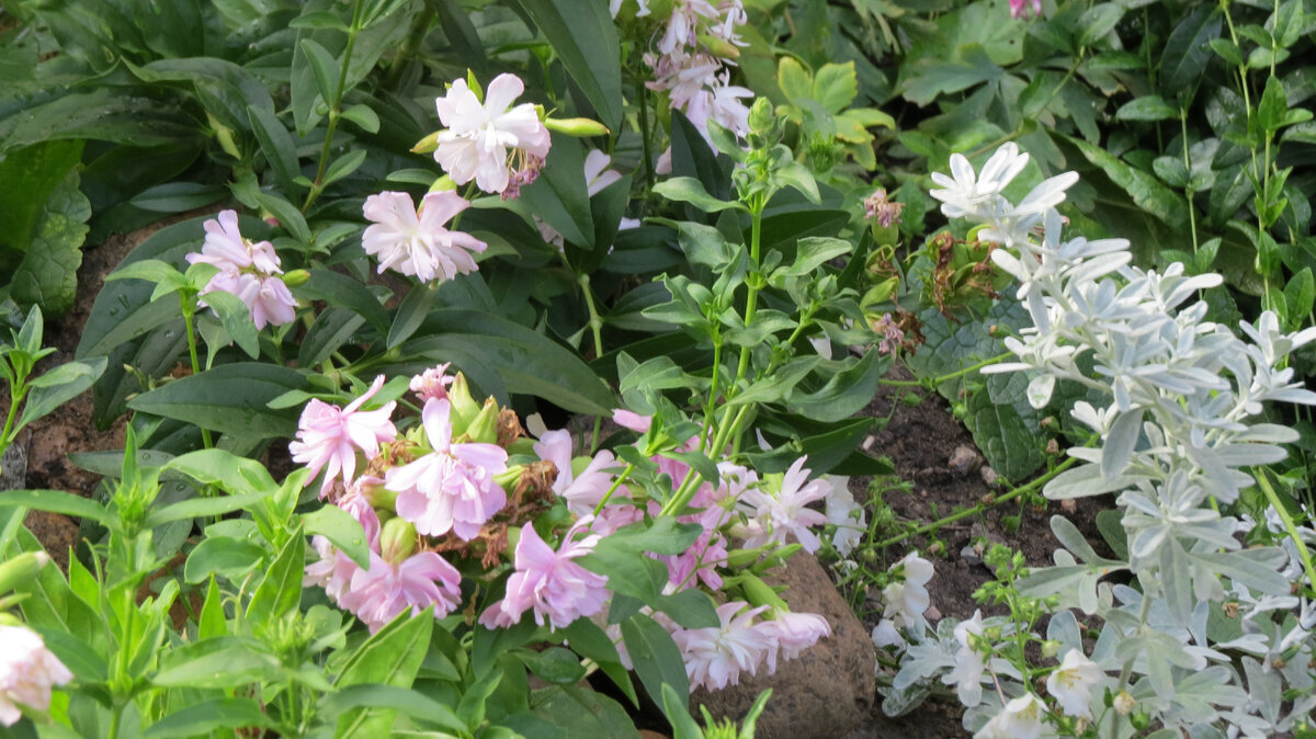 22.07.2021. Соцветия мыльнянки лекарственной "Rosea Plena".