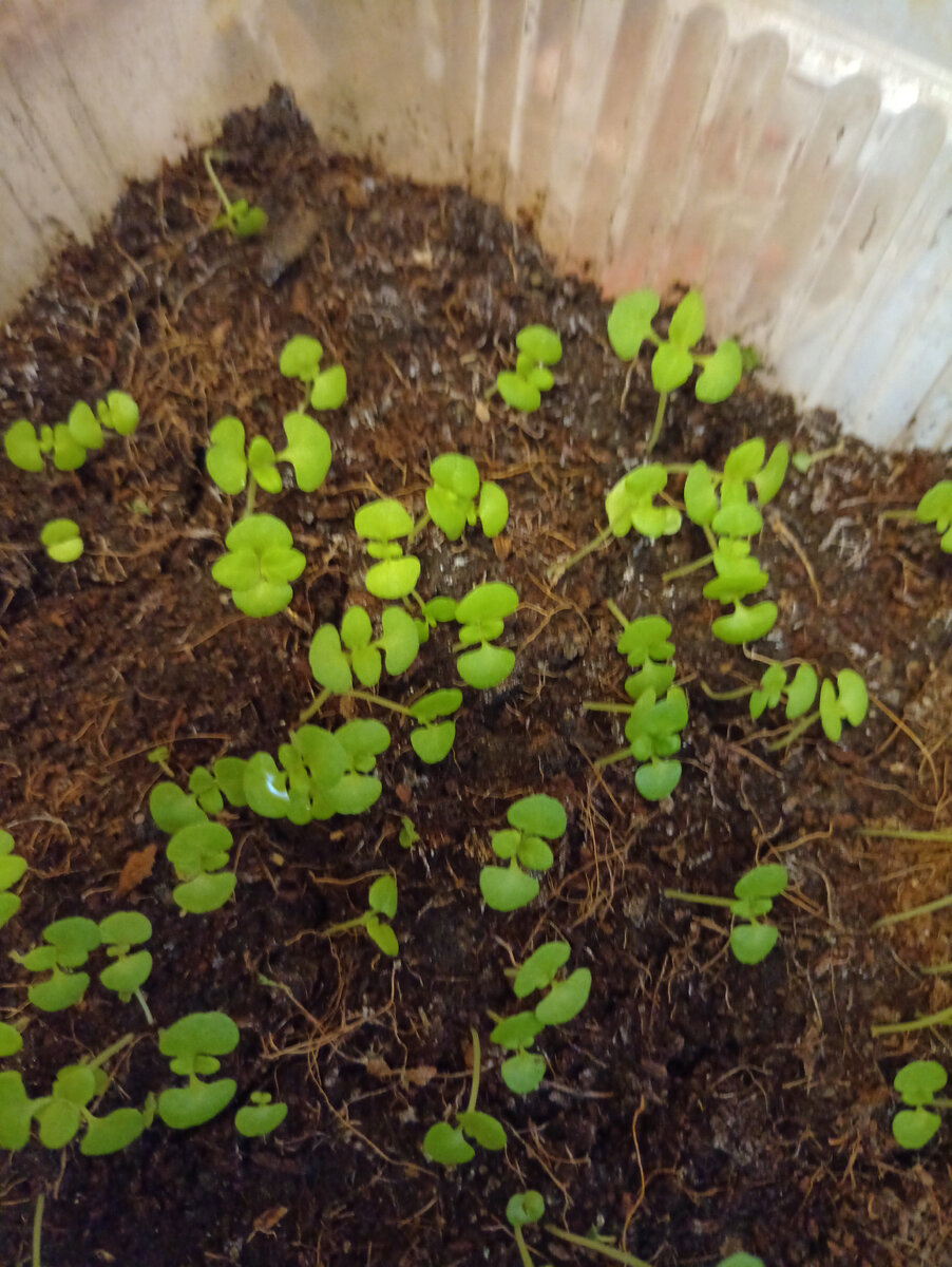 Бригада ух!