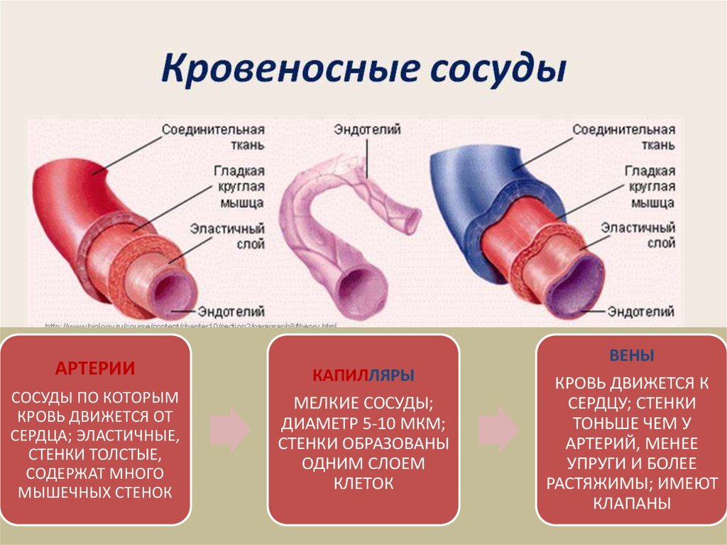 Как называется кровеносный сосуд отмеченный на рисунке буквой б