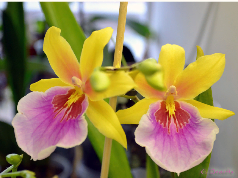 Мильтонии и мильтониопсисы (Miltonia, Miltoniopsis)