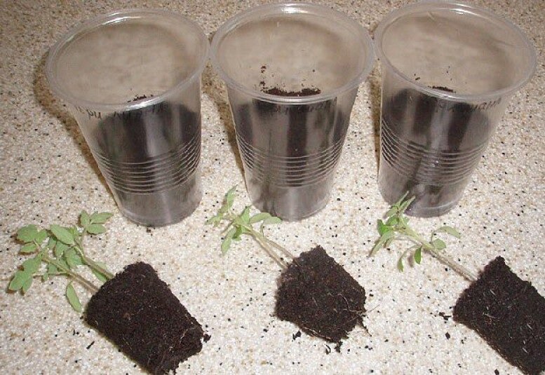 Форма должна быть удобна для последующего изъятия рассады и пересадки