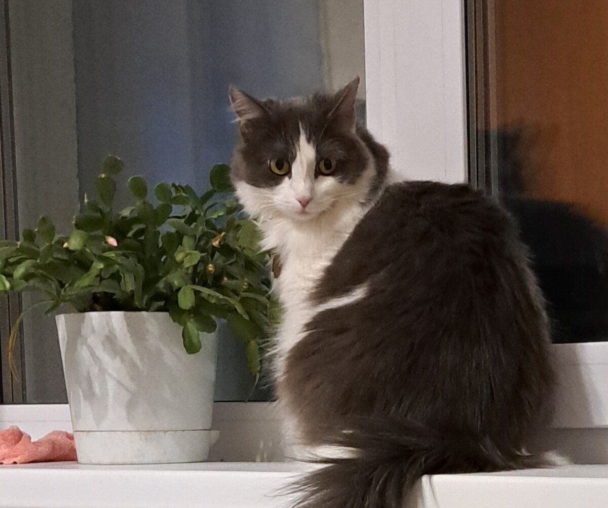 в глазах вопрос "ну и долго мешать будешь?"