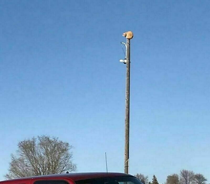    14 раз, когда кошек повстречали в самых неожиданных местах