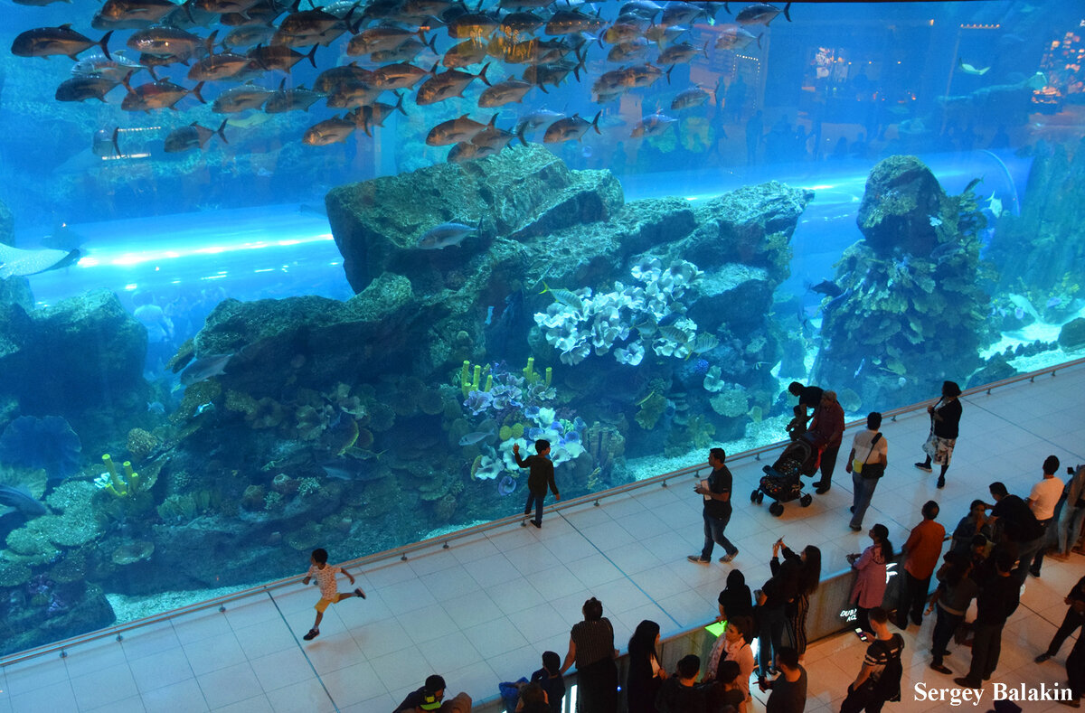 дубай молл аквариум, дубай молл сердце, dubai mall underwater zoo, dubai aquarium & underwater zoo