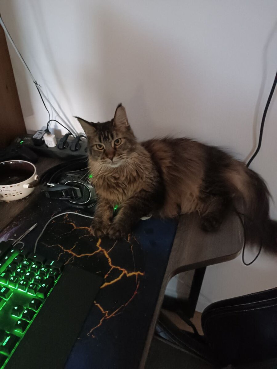 Поймала мышку собой. Вот и во сне решила поймать большую мышь собой :)