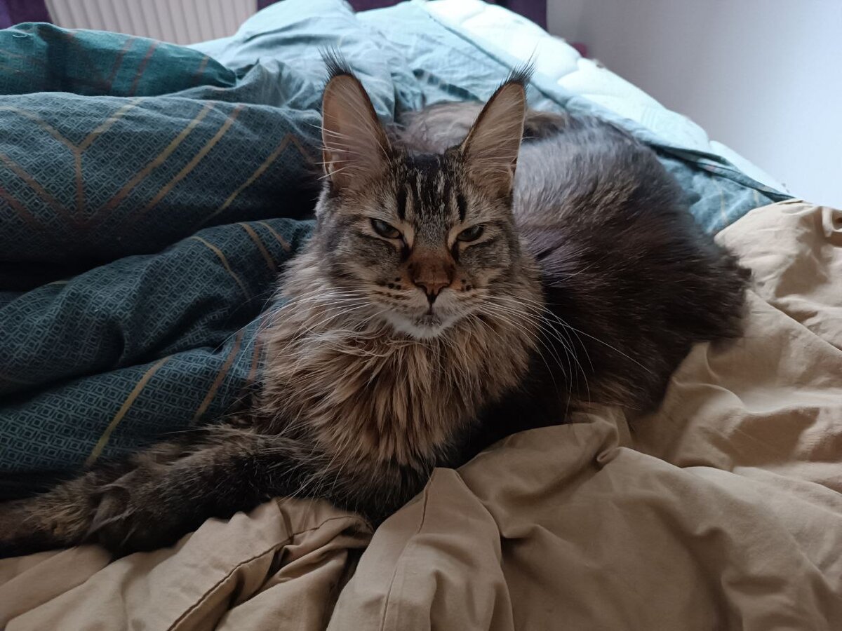 За неимением фото кота, будут фото Урсулы