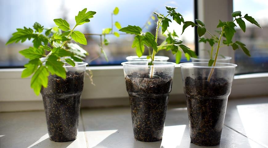 рассада высокая. китайский способ выращивания рассады томатов. пикировка томатов ганичкина. китайский метод выращивания рассады томатов. этапы роста рассады помидор.