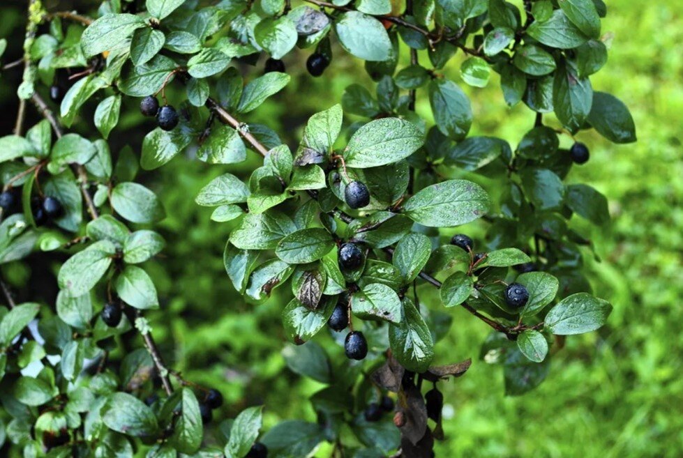 Кизильник - это декоративный кустарник, который используется для создания декоративных групп и живых изгородей. Особенно красив в осеннее время.