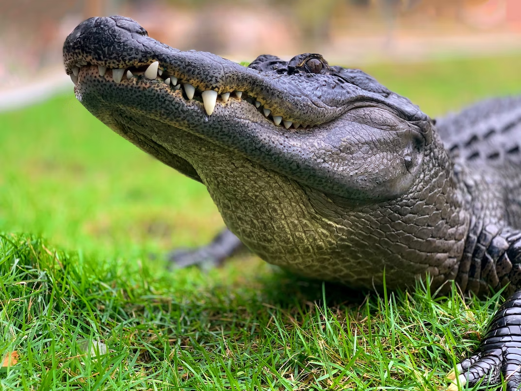 Нильский крокодил домашний. Гребнистый крокодил бег. Alligator sinensis. Нильский и гребнистый крокодил. Нильский крокодил.
