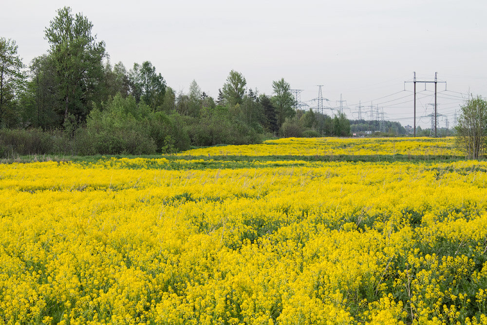 Растения гатчинского района ленинградской области. Поле с желтыми цветами. Желтые цветы вдоль дорог. Жёлтая трава на полях. Желтые цветы на полях.