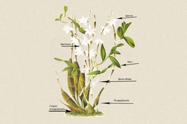 Пересадка орхидеи дендробиум в домашних условиях | выращивание, уход, размножение растений