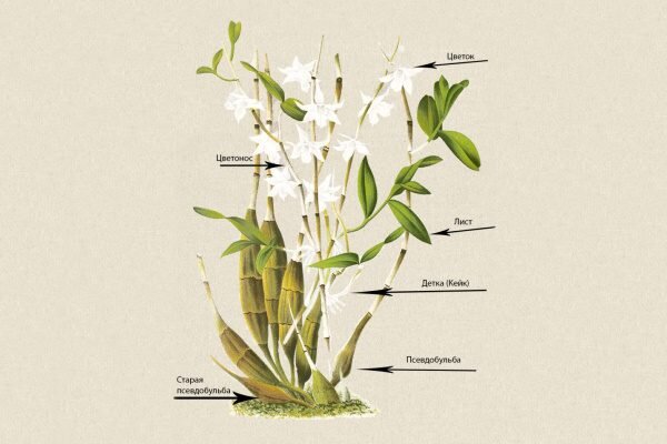 Орхидея Дендробиум. Сорта, уход, особенности.