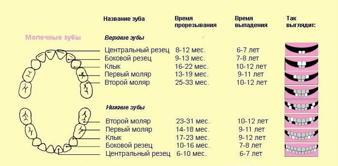 Порядок прорезывания молочных зубов.