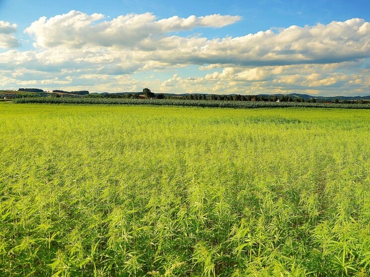 А это поля конопли... Пусть будут амброзией)) С сайта agroinvestor.ru