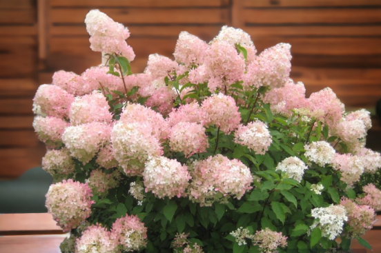 гортензия Фантом