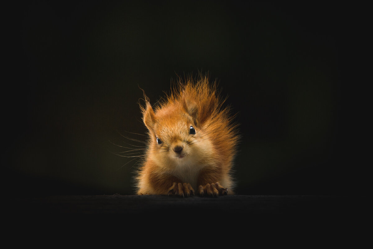 Белка? Зачем здесь белка? Photo by Geran de Klerk on Unsplash
