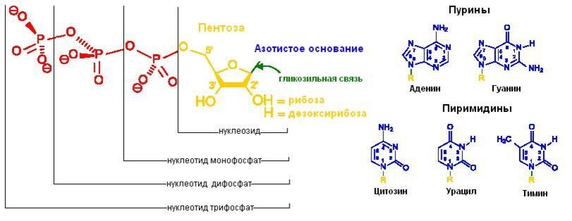 Нуклеотид для днк из тимина