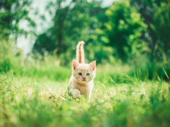     Фото unsplash.com