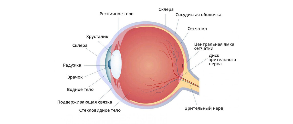 Роговица обеспечивает нам преломление света.