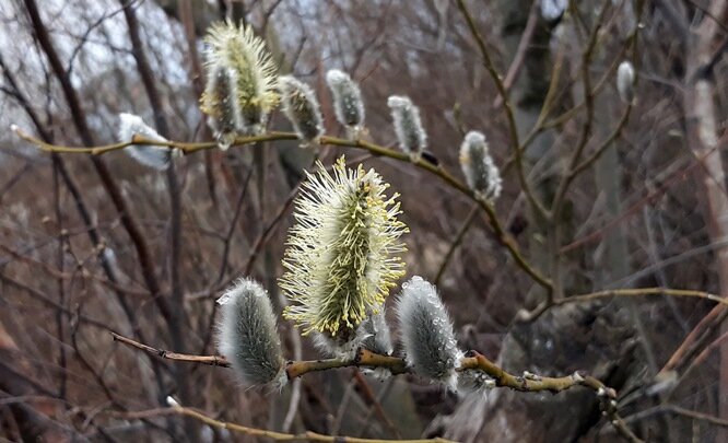 ФОТО: ZAMIR USMANOV/GLOBALLOOKPRESS