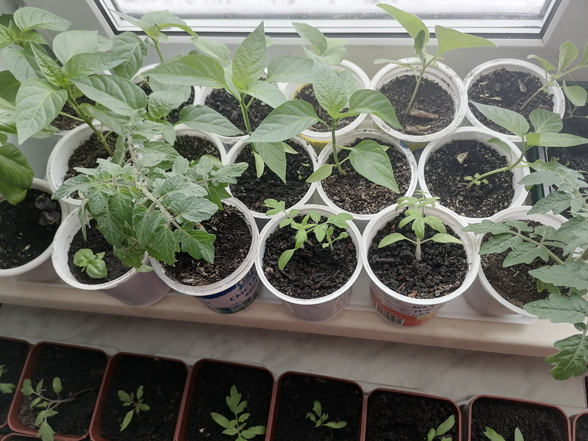 Тут в основном перцы и баклажаны