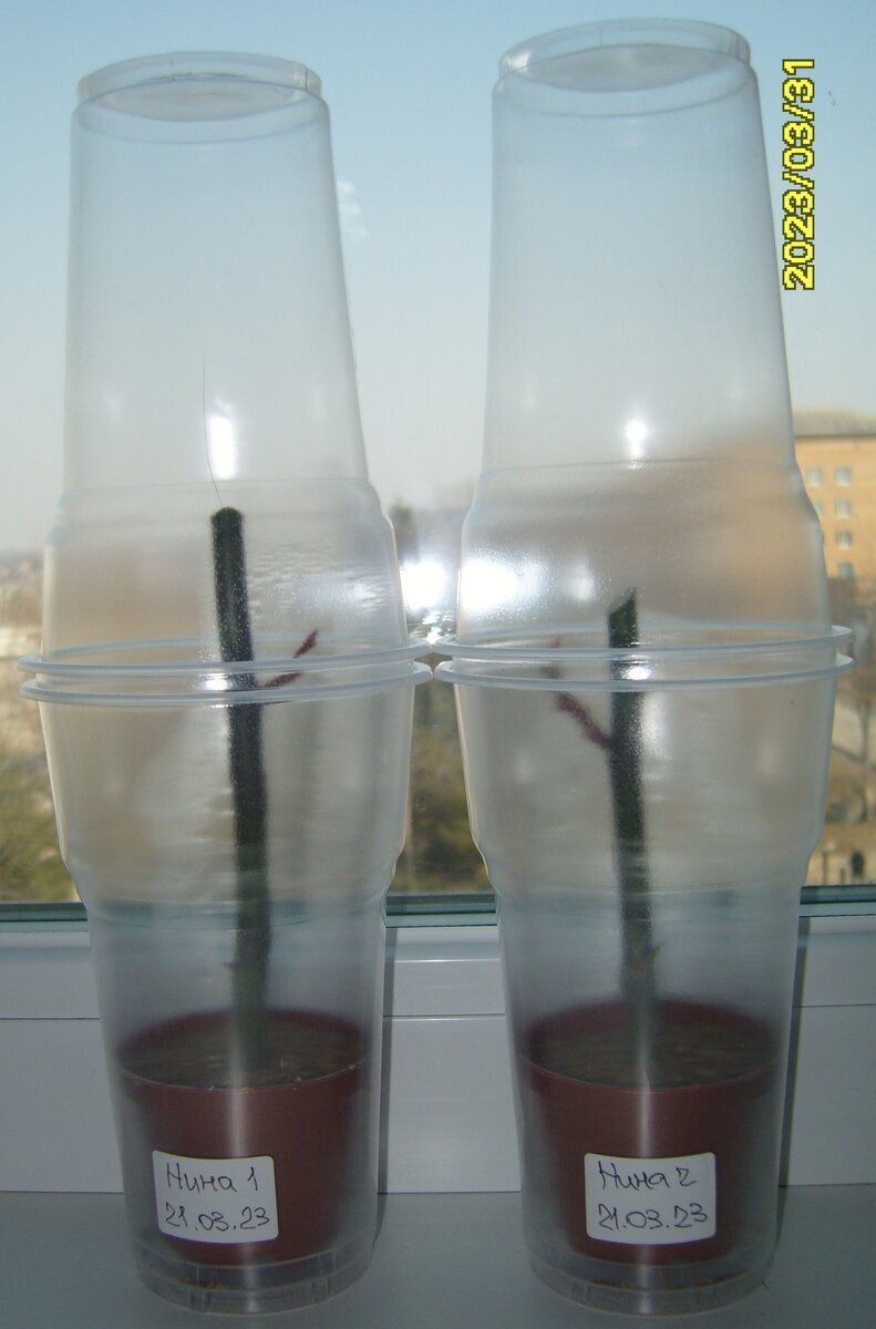 Два черенка розы Нина из нижней части стебля по состоянию на 31 марта