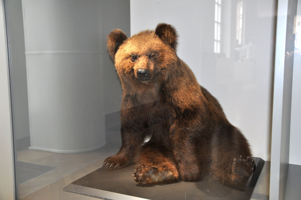 Выставка «жизнь с вирусами» спб 2022. Выставка петра 1 на вднх. Детская елка на вднх. Вднх выставка ссср. Выставка женщина в кресле вднх 19 апреля.