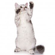 Алиса Максельпоинт. Первый котенок питомника.