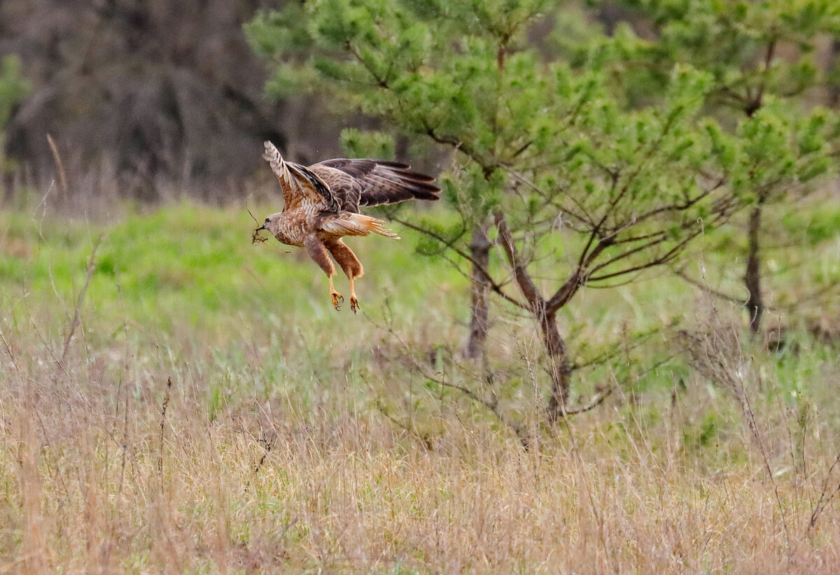 Хозяйственный канюк 