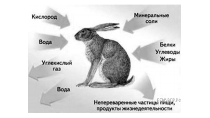 На рисунке изображена связь животного с окружающей средой заяц