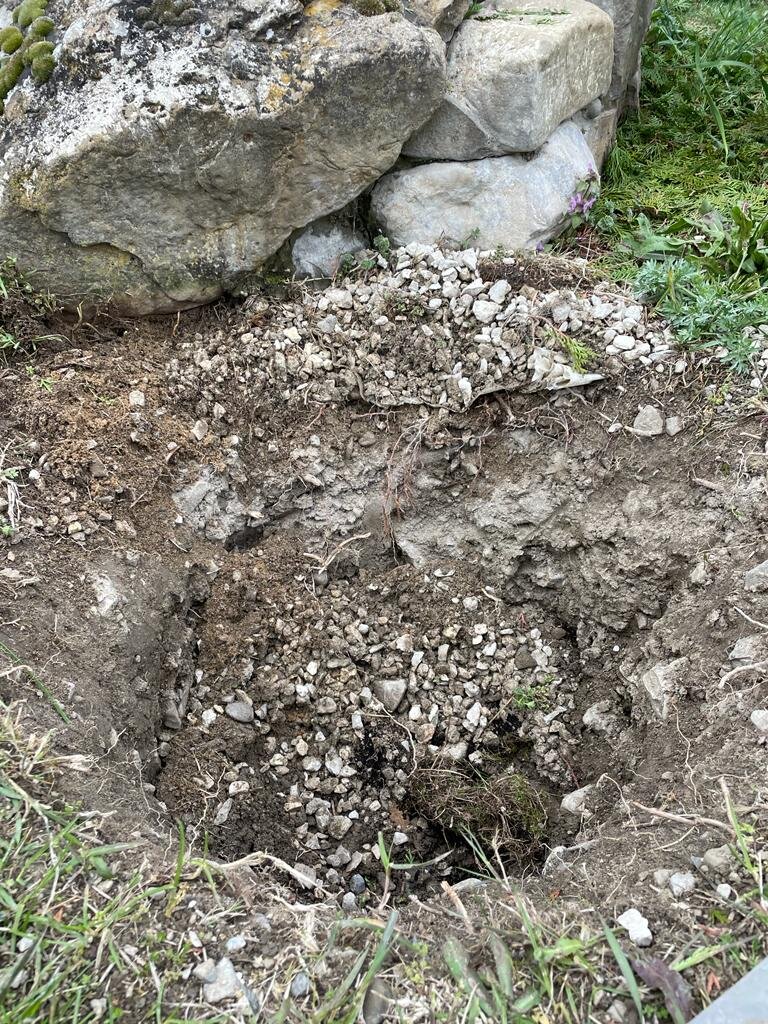 для лиственницы