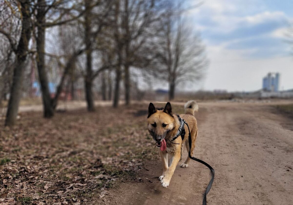Собака уходящий год