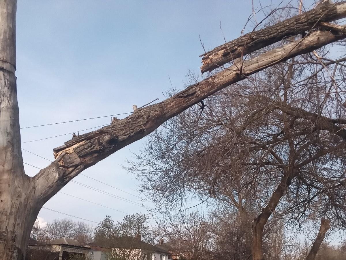 Ветка дерева. Упавшее дерево. Дерево деревья.