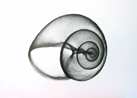 ♦
Рентгеновские снимки ракушек тянут на отдельное направление в искусстве 
♦
https://www.facebook.com/kotosch/posts/pfbid09yxTuQn7YrZeJpQNdAEkkZ6nBJGjs8zXRqynrH7uKQ4Tj3tYLHywKv42nxjjnsUQl