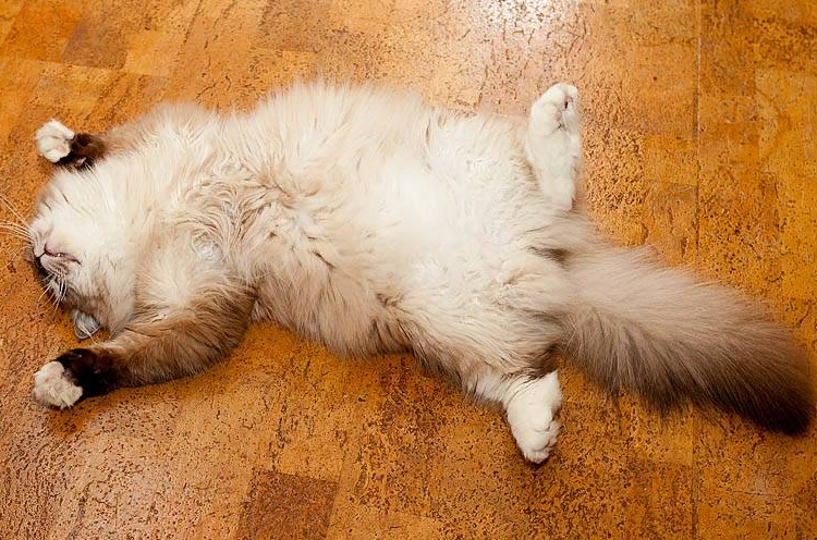 🐱Уникальное поведение вашей кошки, как его понять: руководство для владельцев кошек