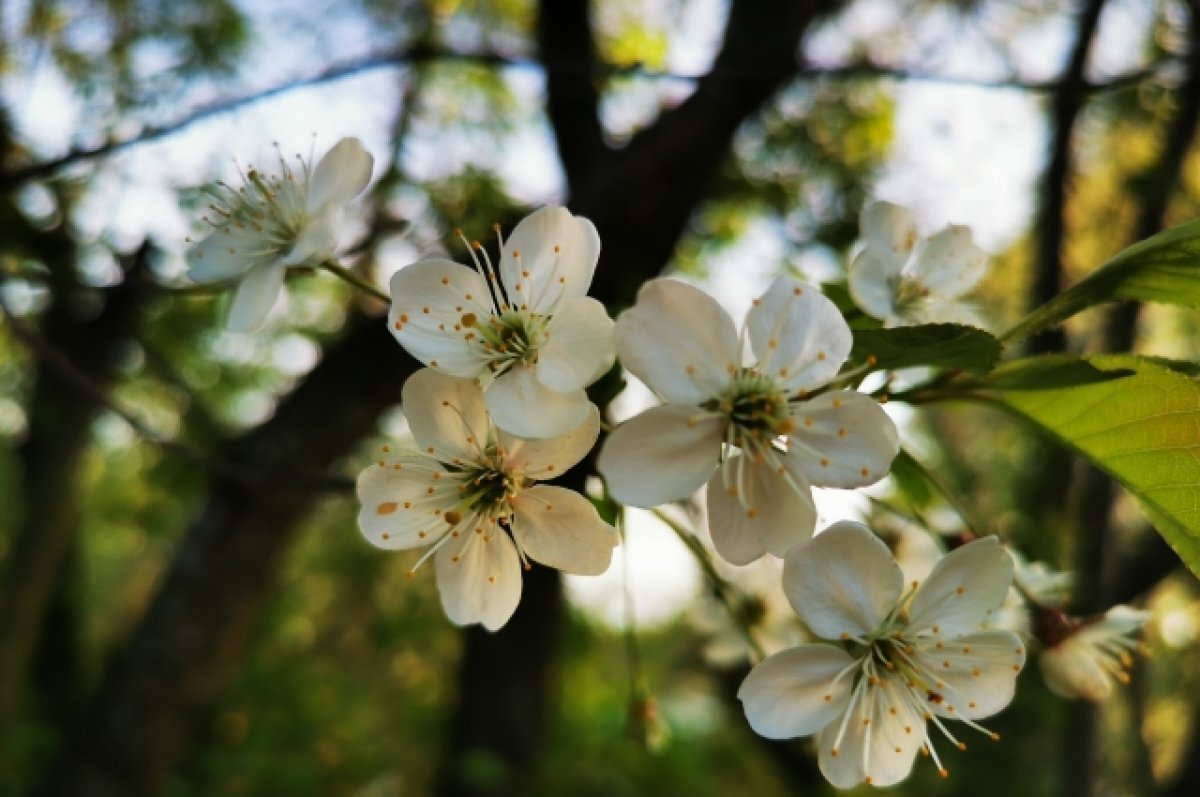   В Тверскую область настоящая весна придет после 22 марта